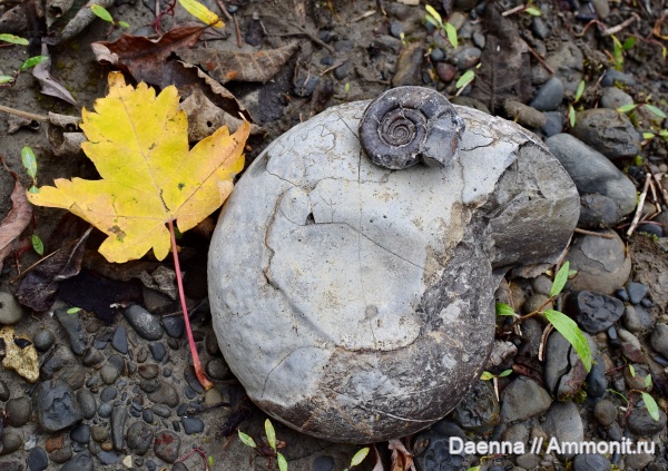 Ammonoidea, Gaudryceratidae, Lytoceratina, Сахалин, Upper Cretaceous, Pachydiscidae, Gaudryceras tenuiliratum ornata
