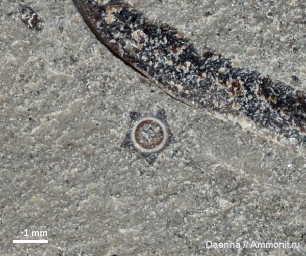 серпулы, верхний мел, Serpulidae, Сахалин, Pentaditrupa, Polychaeta, Upper Cretaceous, Sabellida