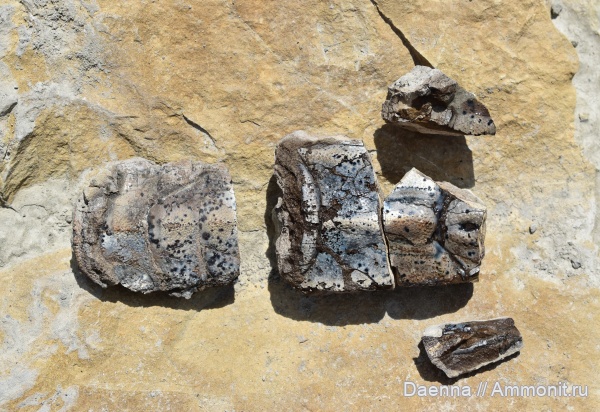 раки, верхний мел, Decapoda, десятиногие ракообразные, Сахалин, Upper Cretaceous, Malacostraca, Linuparus, Palinuridae, Achelata, лангусты