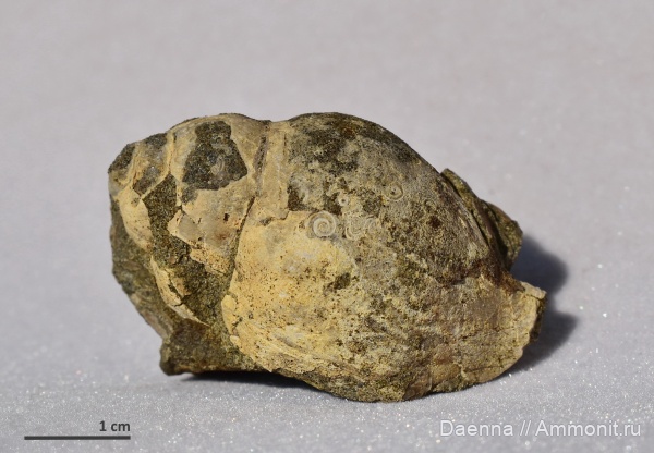 палеоген, Spirorbis, Сахалин, обрастание, buccinum, Neogastropoda, Buccinidae, Epizoans, Paleogene, Neogene