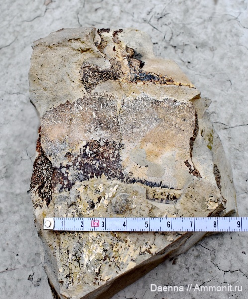 позвоночные, верхний мел, ?, кости, Сахалин, Upper Cretaceous