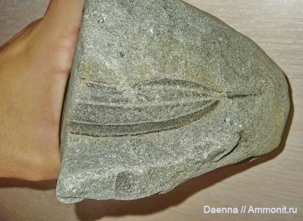 палеоген, эоцен, покрытосеменные, Сахалин, палеофлора, листья, Paleogene, Magnoliophyta, Magnoliopsida, Cercidiphyllaceae, Trochodendroides, Macclintockia, троходендрофиллы