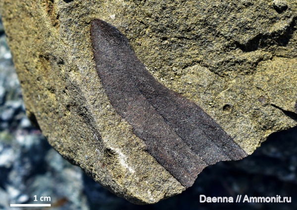 палеоген, эоцен, голосеменные, цикадофиты, Cycadophyta, Сахалин, палеофлора, Nilssonia, саговниковые, Gymnospermae, листья, Paleogene