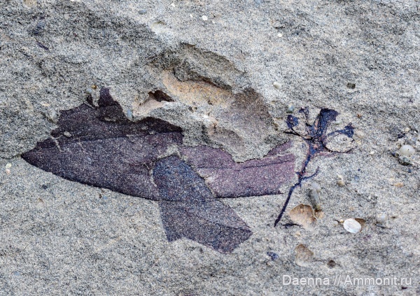 палеоген, эоцен, покрытосеменные, Сахалин, палеофлора, листья, Paleogene, Magnoliophyta, Magnoliopsida, Cercidiphyllaceae, Trochodendroides, Macclintockia, троходендрофиллы, Macclintockia pugetensis