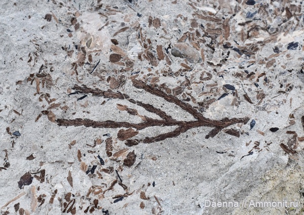 голосеменные, верхний мел, хвойные, Сахалин, палеофлора, Gymnospermae, Upper Cretaceous, Pinophyta, Pinales, Cheirolepidiaceae, Cupressaceae, Cupressinocladus