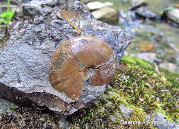 головоногие моллюски, мезозой, верхний мел, Ammonoidea, Сахалин, Desmoceratidae, Upper Cretaceous, Ammonitida, Desmophyllites