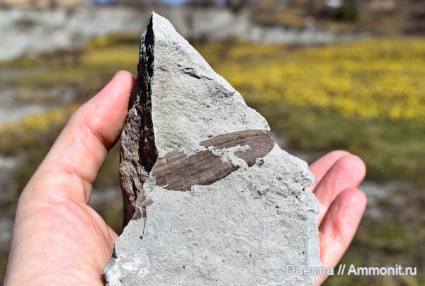 голосеменные, верхний мел, Сахалин, палеофлора, Gymnospermae, Upper Cretaceous