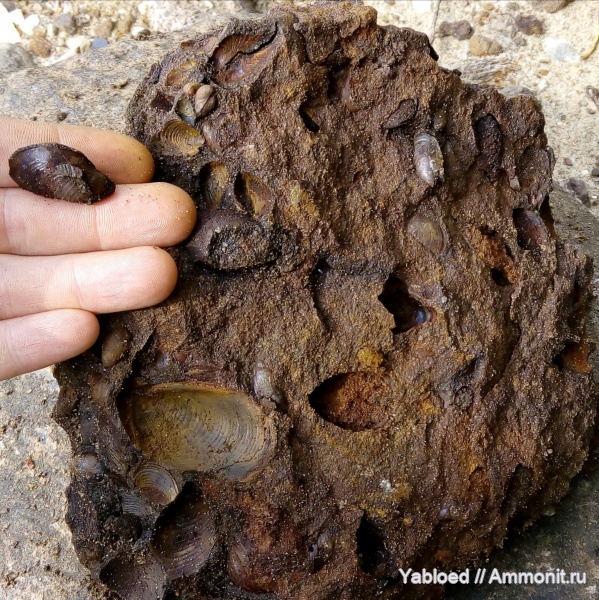 Buchia, Glebovo, conchyliorum