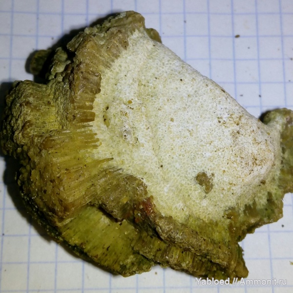 губки, Chaetetes, Глебово, Porifera, Glebovo