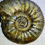 Ammonite Epivirgatites