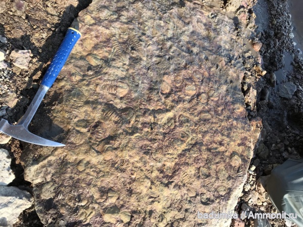 трилобиты, Xenasaphus devexus, Волхов