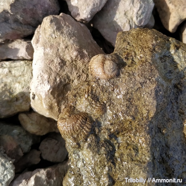 ордовик, Pliomera, Pliomera fischeri, средний ордовик, Волхов, кунда