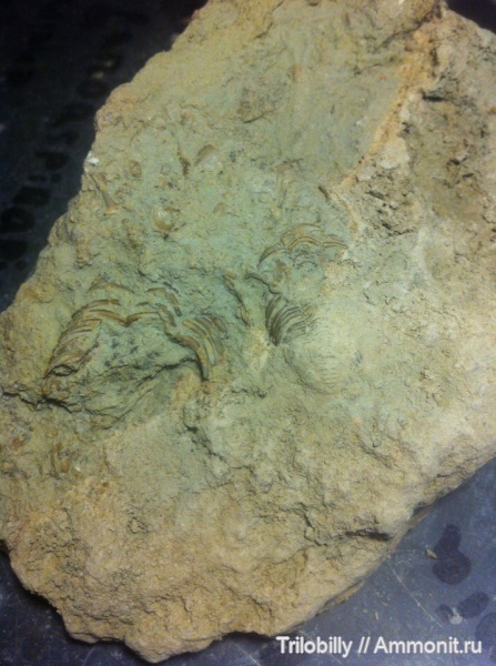 ордовик, Pliomera, средний ордовик, Войбокало, кунда