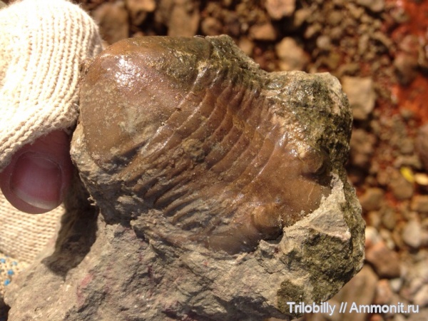 трилобиты, Subasaphus, средний ордовик, Волхов