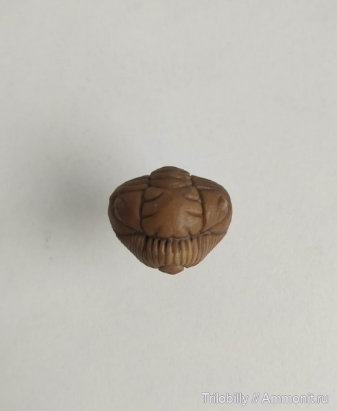 ордовик, Pliomera, средний ордовик