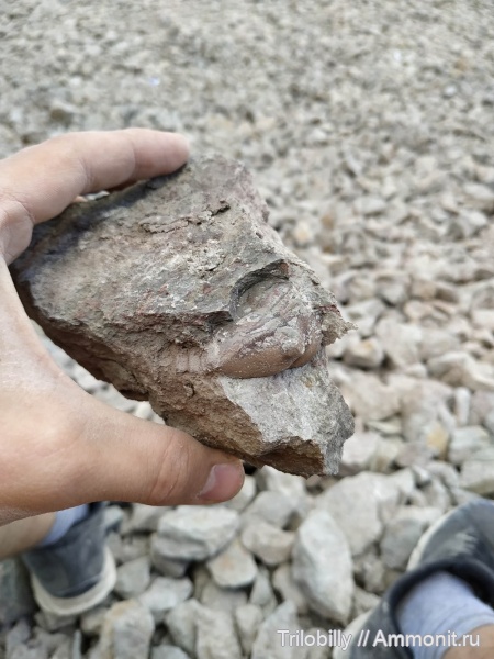 ордовик, Subasaphus, Волхов, Subasaphus laticaudatus