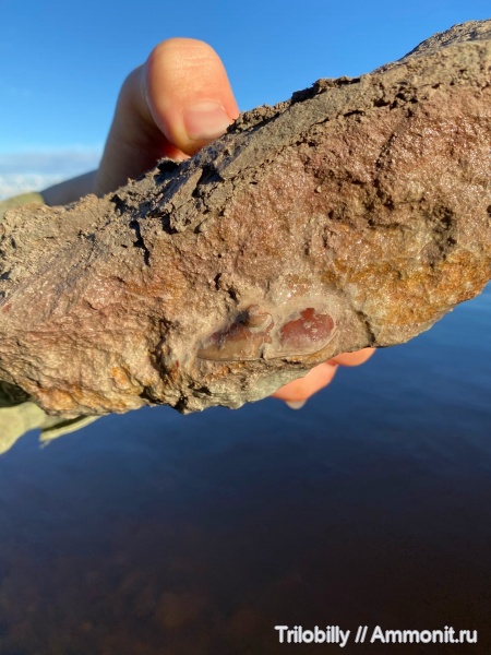 Subasaphus, Волхов, Азери, subasaphus latisegmentatus