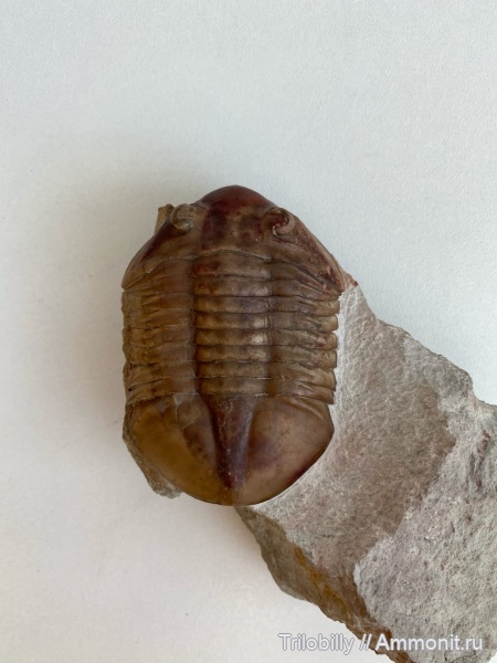 Subasaphus, Волхов, Азери, subasaphus latisegmentatus