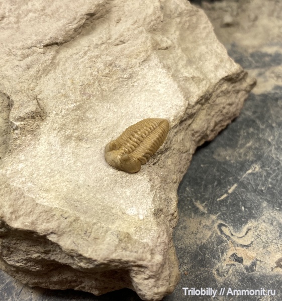 Estoniops, Phacopida