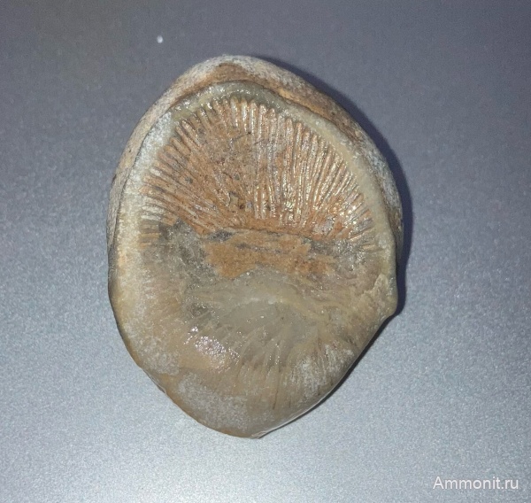 Калиниградская область