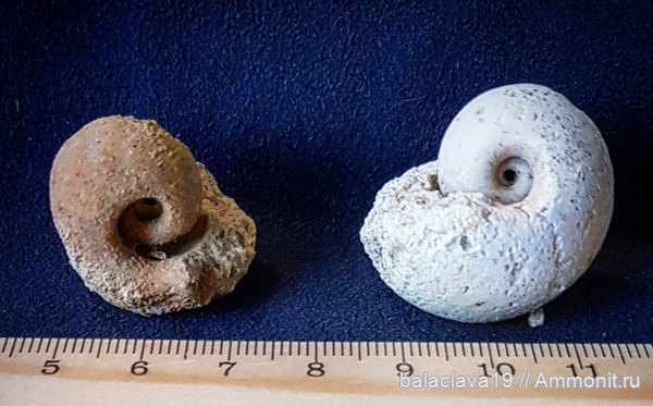 моллюски, карбон, палеозой, Bellerophon, брюхоногие моллюски, беспозвоночные, средний карбон, московский ярус моллюски, карбон, палеозой, Bellerophon, брюхоногие моллюски, беспозвоночные, средний карбон, московский ярус