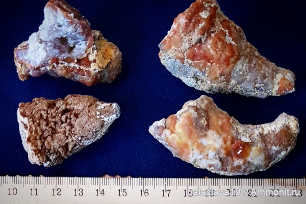 карбон, кораллы, палеозой, верхний карбон, беспозвоночные, ругозы