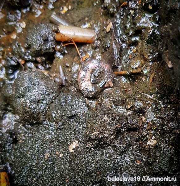 Kachpurites, Kachpurites fulgens, Volgian