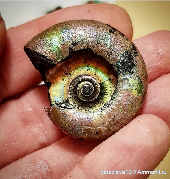 Kachpurites, Kachpurites fulgens, Volgian