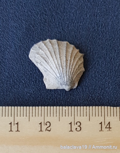 юра, двустворчатые моллюски, Oxytoma