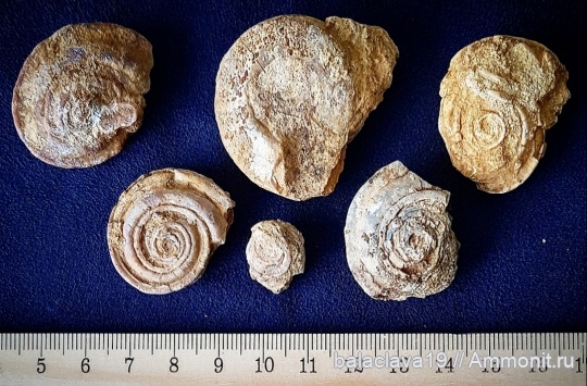 гастроподы, Omphalotrochus canaliculatus