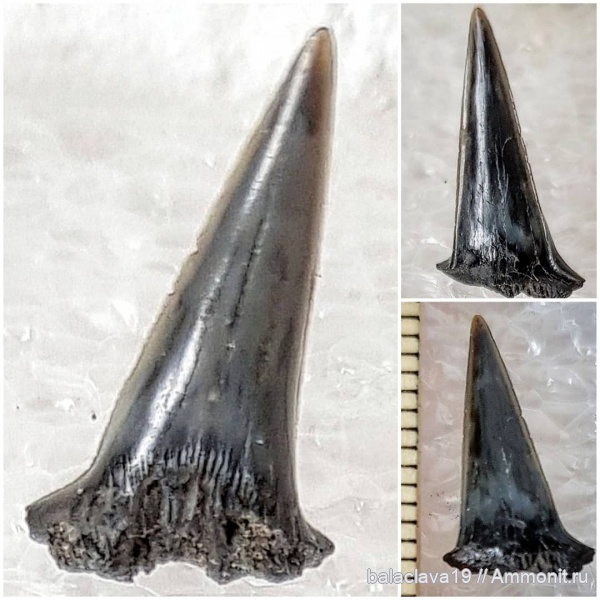 юра, Sphenodus, зубы акул