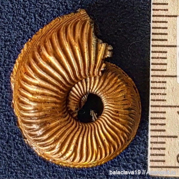 аммониты, моллюски, Amoeboceras, Ammonites