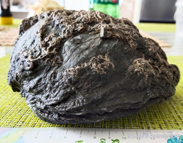 моллюски, серпулы, черви, грифеи, Gryphaea, устрицы