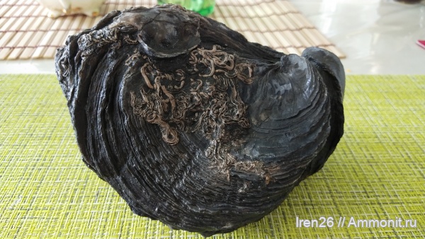 моллюски, серпулы, черви, двустворки, грифеи, Gryphaea, устрицы