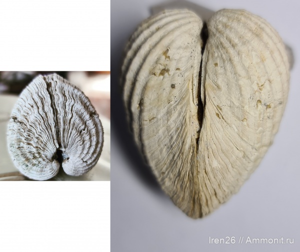 неоген, двустворки, плиоцен, Cardium, Керченский полуостров