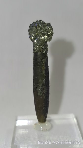 белемниты, пирит, ростр белемнита, белемнит в пирите