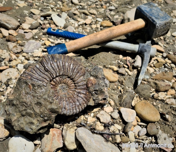окаменелости, аммониты, меловой период, аптский ярус