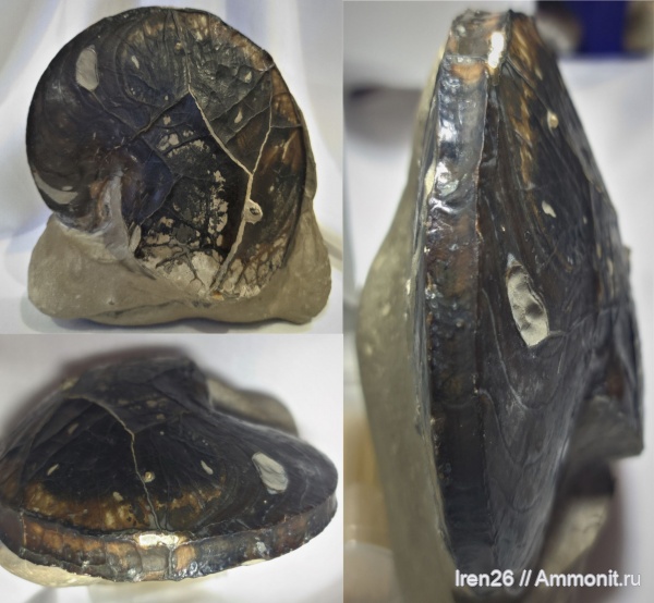 окаменелости, аммониты, наутилусы, меловой период, аптский ярус, Heminautilus