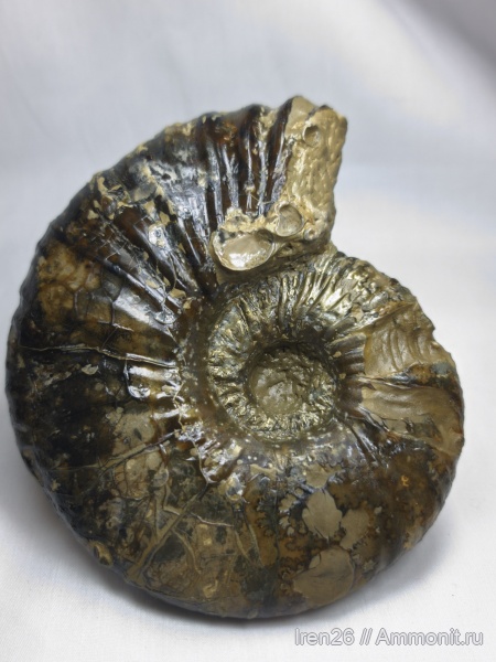 аммониты, моллюски, головоногие моллюски, Deshayesites, Ammonites