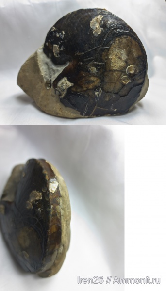 наутилусы, головоногие моллюски, Heminautilus