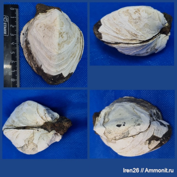 двустворки, Arcicardium, Керченский железорудный бассейн, киммерийский ярус