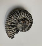 Аммонит (затрудняюсь в определении)