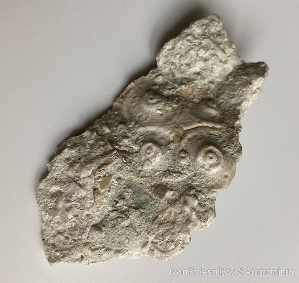 морские ежи, иглокожие, Пески