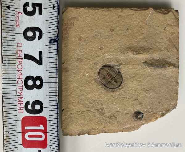 Разные окаменелости из коллекции