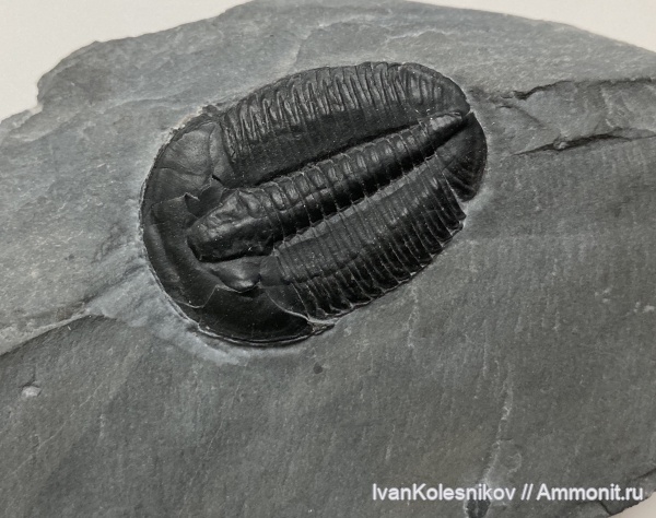 трилобиты, Elrathia