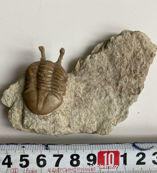 трилобиты, Asaphus