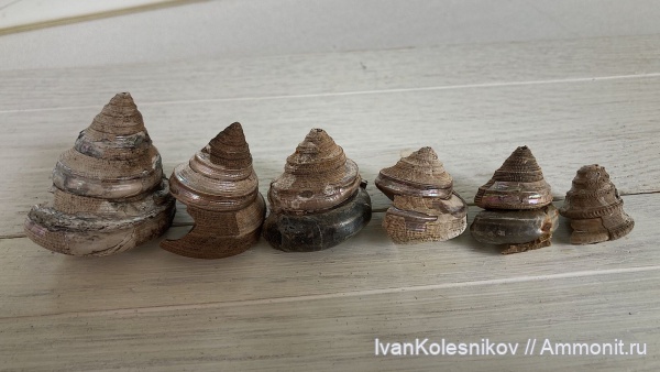 гастроподы, Пески, Bathrotomaria