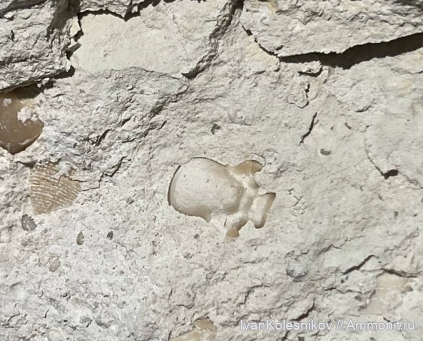 трилобиты, карбон, Ditomopyge, карьер Горы