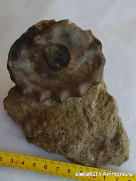 Помощь в определение !