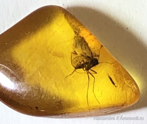 эоцен, янтарь